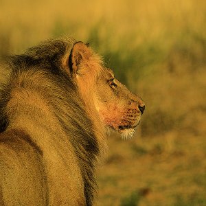 Löwe Kruger National Park